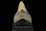 Serrated, Fossil Megalodon Tooth - North Carolina #147490-2